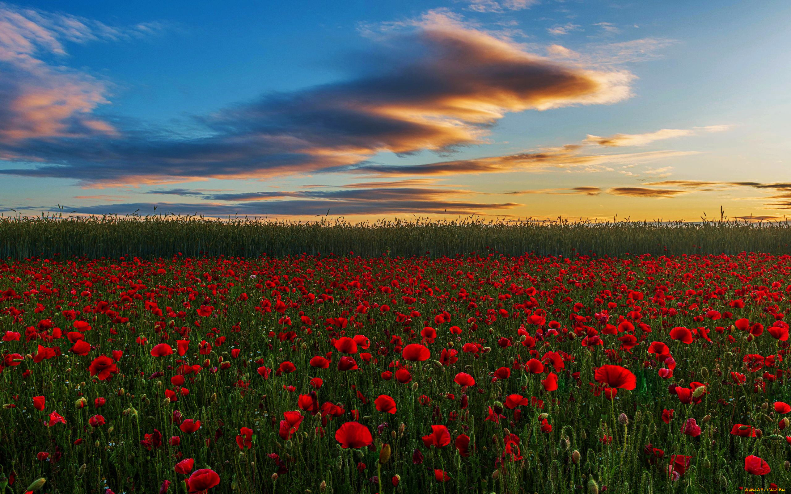 westoning, bedfordshire, england, , 